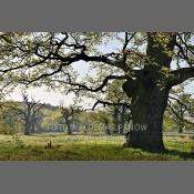 Rogaliński Park Krajobrazowy