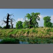 Rogaliński Park Krajobrazowy