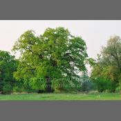 Rogaliński Park Krajobrazowy