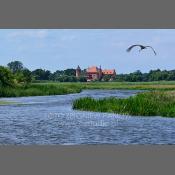 Bociany na Podlasiu