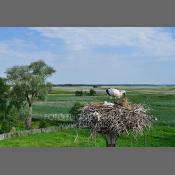 Bociany na Podlasiu