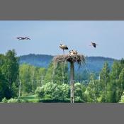 Bociany na Podlasiu