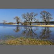 Rzeka Narew na Podlasiu