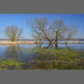 Rzeka Narew na Podlasiu