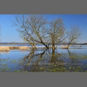 Rzeka Narew na Podlasiu