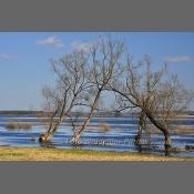 Rzeka Narew na Podlasiu