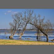 Rzeka Narew na Podlasiu