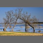 Rzeka Narew na Podlasiu