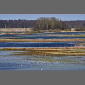 Rzeka Narew na Podlasiu