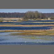 Rzeka Narew na Podlasiu