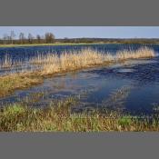 Rzeka Narew na Podlasiu