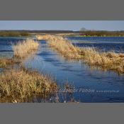 Rzeka Narew na Podlasiu