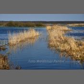 Rzeka Narew na Podlasiu