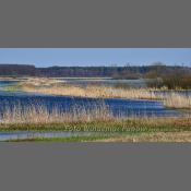 Rzeka Narew na Podlasiu