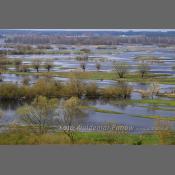 Rzeka Narew na Podlasiu