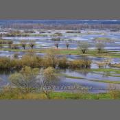 Rzeka Narew na Podlasiu