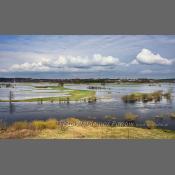 Rzeka Narew na Podlasiu