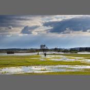 Rzeka Narew na Podlasiu