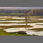 Rzeka Narew na Podlasiu