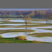 Rzeka Narew na Podlasiu