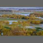 Rzeka Narew na Podlasiu