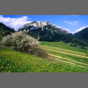 Pieniny