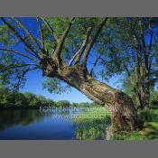 Rzeka Narew