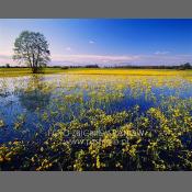 Rzeka Narew