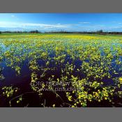 Rzeka Narew