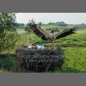 Bociany na Podlasiu