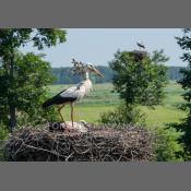 Bociany na Podlasiu