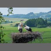 Bociany na Podlasiu