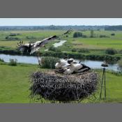 Bociany na Podlasiu