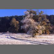 Rogaliński Park Krajobrazowy