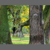 Rogaliński Park Krajobrazowy